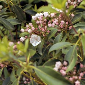 Native Shrubs