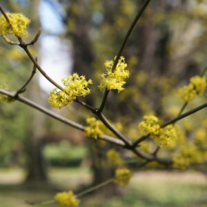 native shrubs