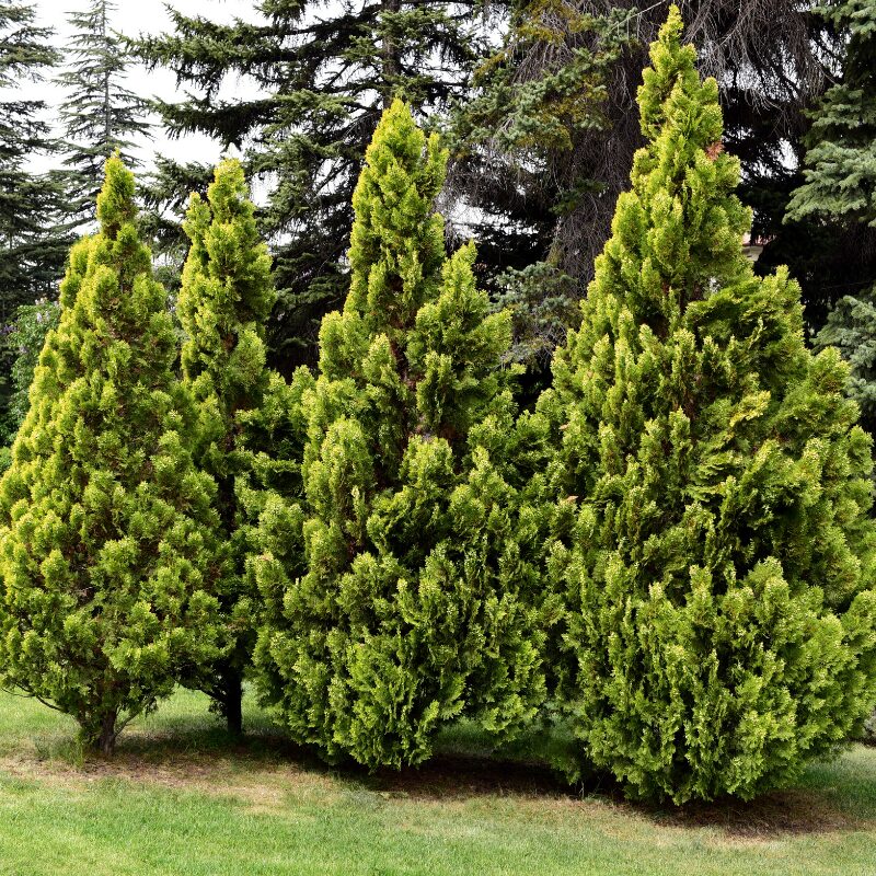 ornamental evergreen trees for landscaping