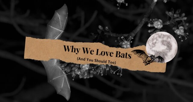 Why We Love Bats (And You Should Too)