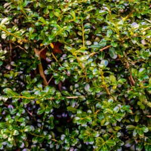 evergreen shrubs