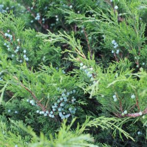 evergreen shrubs