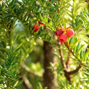 evergreen shrubs