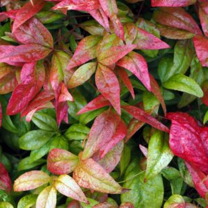 evergreen shrubs