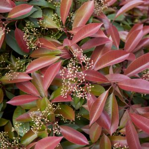 privacy shrubs
