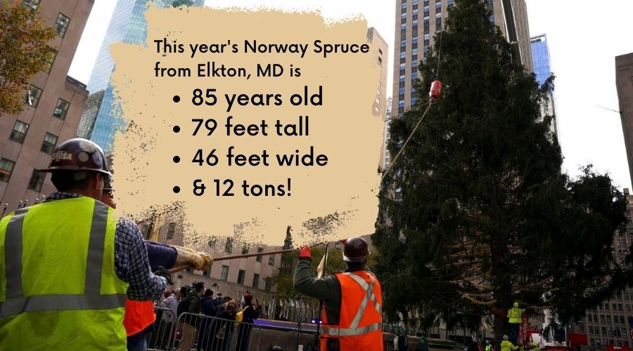 statistics about this years new york nbc rockefeller center christmas tree crew lifting tree