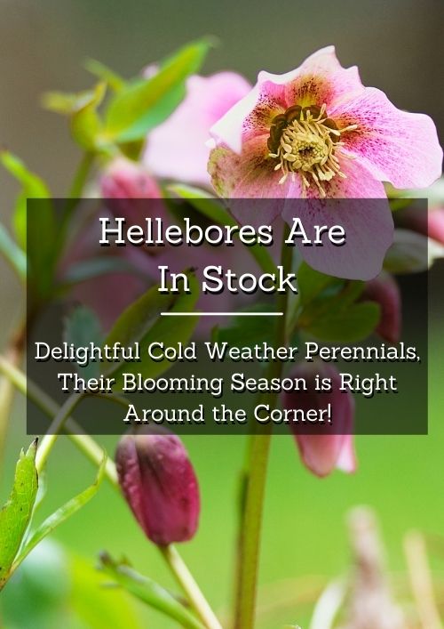 hellebores in stock about to bloom hellebores in stock about to bloom