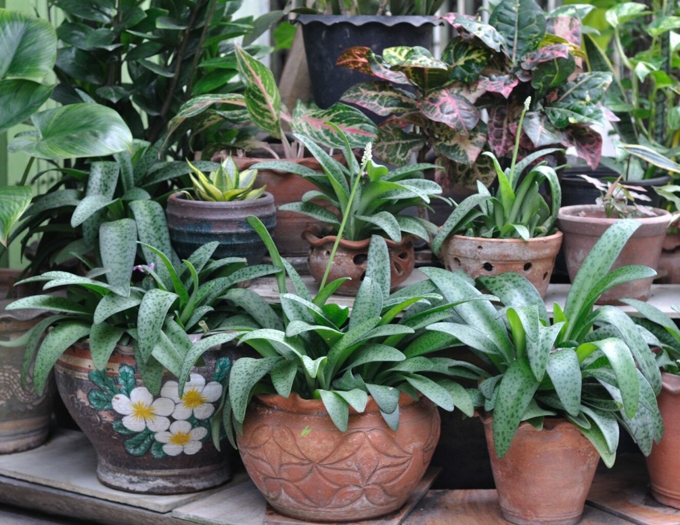 plants on shelves