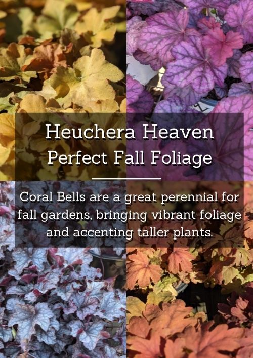 heuchera foliage in fall colors burgundy orange and gold heuchera foliage in fall colors burgundy orange and gold