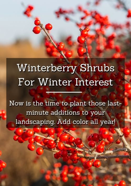 Winterberry Shrubs for Winter Interest Winterberry Shrubs for Winter Interest
