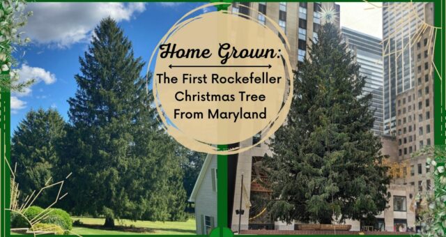 The Elkton Norway Spruce – Maryland’s First Rockefeller Christmas Tree