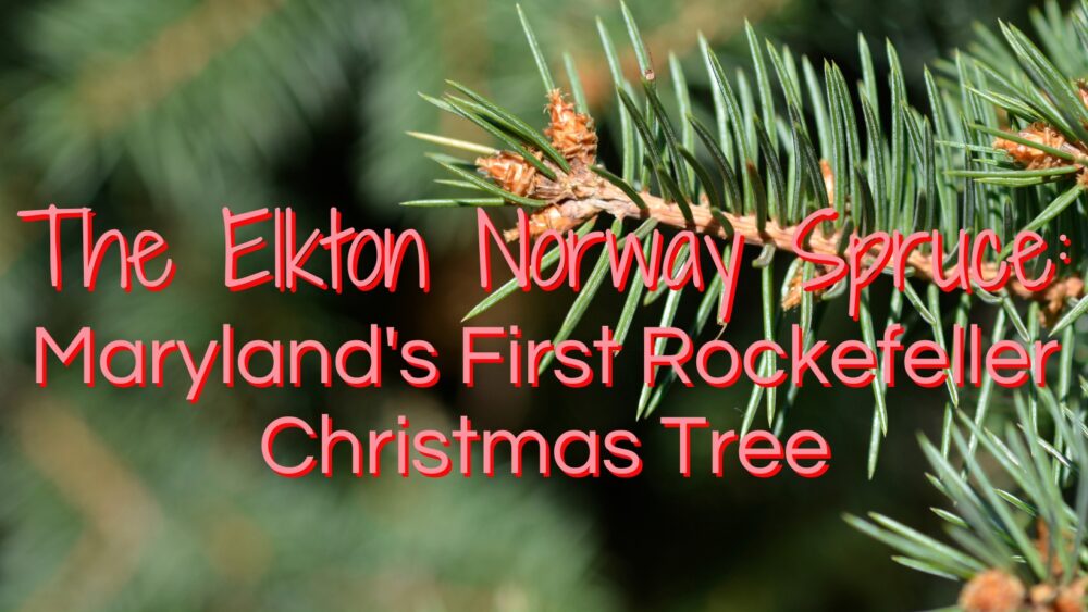 The Elkton Norway Spruce – Maryland’s First Rockefeller Christmas Tree
