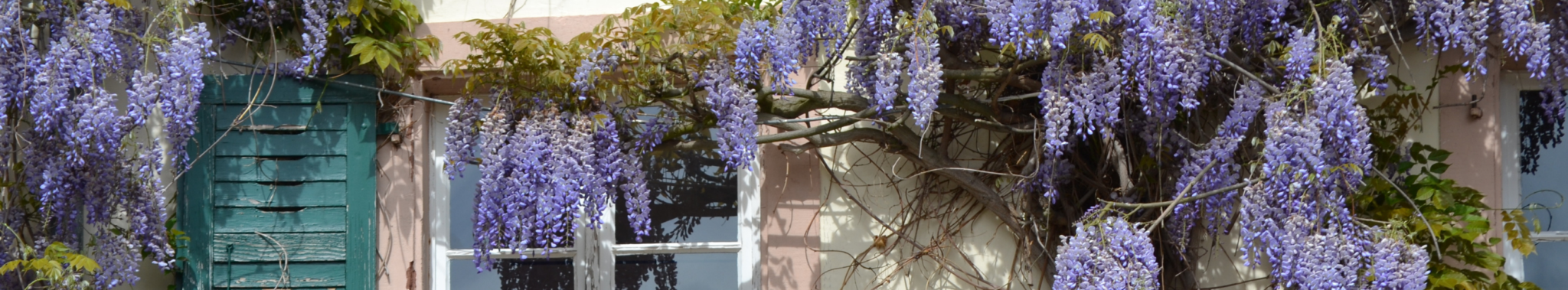 Vines Vines