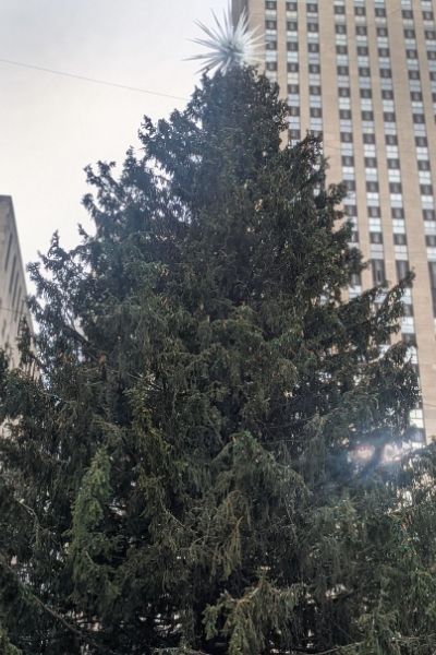 Maryland Norway Spruce in New York As the Rockefeller Christmas Tree closeup