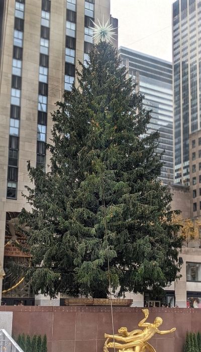 Maryland Norway Spruce in New York As the Rockefeller Christmas Tree