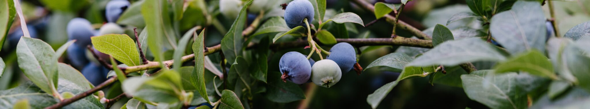 Berry bush