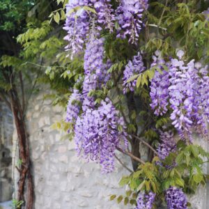 Wisteria Vines