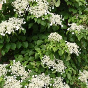 Vines Climbing Hydrangea vines