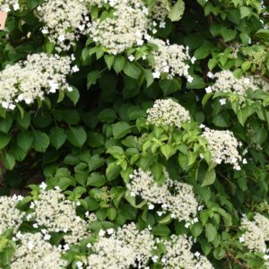 Climbing Hydrangea vines