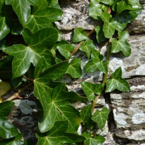 English Ivy Vines