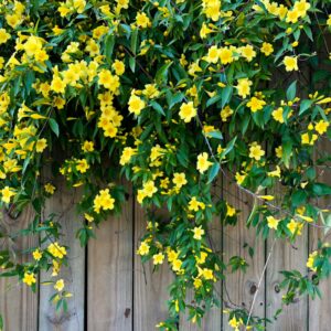 Carolina Jessamine vines