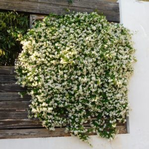 Vines Madison Star Jasmine vines