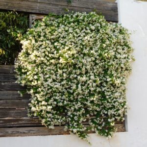 Madison Star Jasmine vines