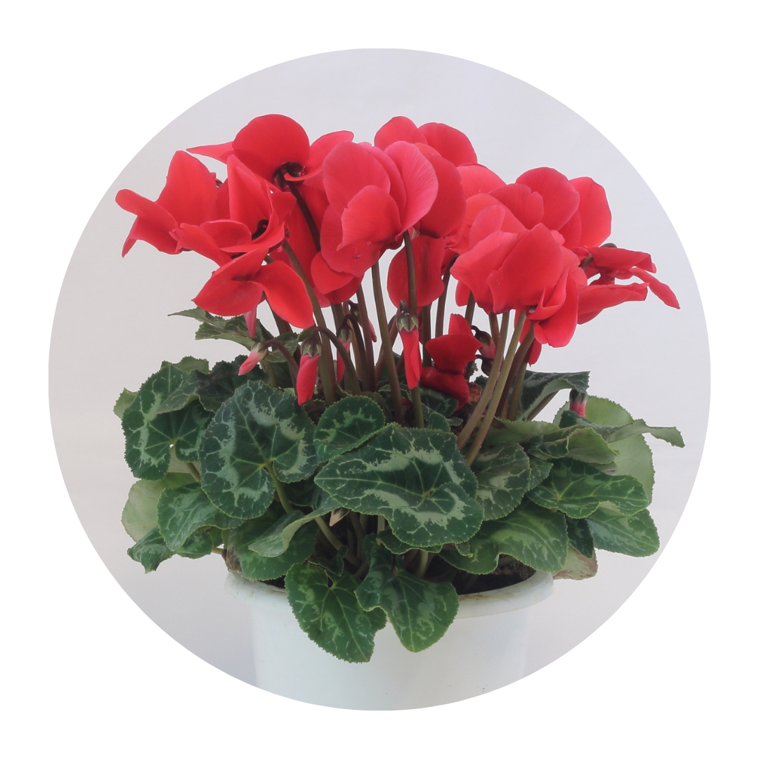 Cyclamen