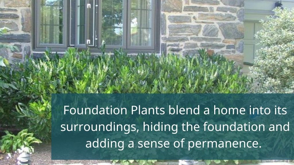 foundation plants around a home cherry laurels block foundation of house foundation plants around a home cherry laurels block foundation of house