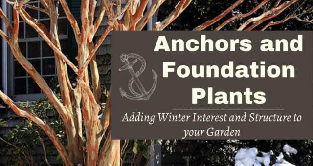 Anchors and Foundation Plants | Create Structure and Balance with Winter Interest