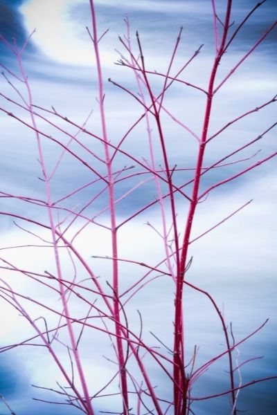 red twig dogwoods on snow multi seasonality 2022 trends