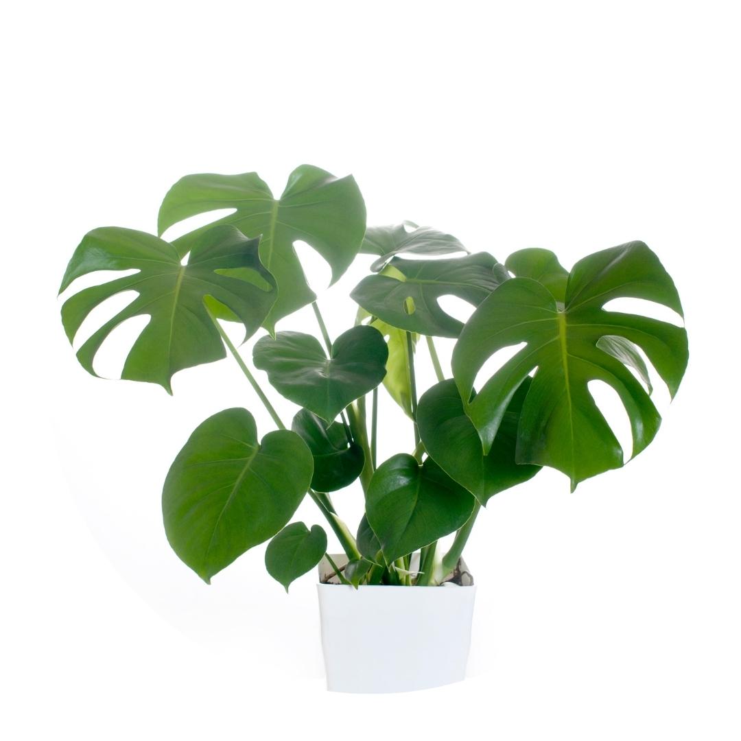 Monstera Deliciosa