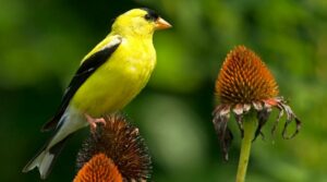 native goldfinch backyard bird feeding on coneflower seeds from dormant flower