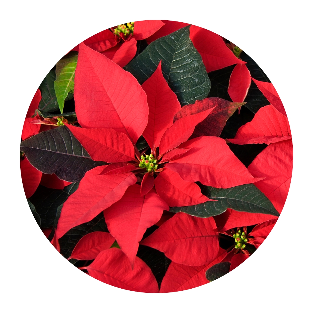 Poinsettias