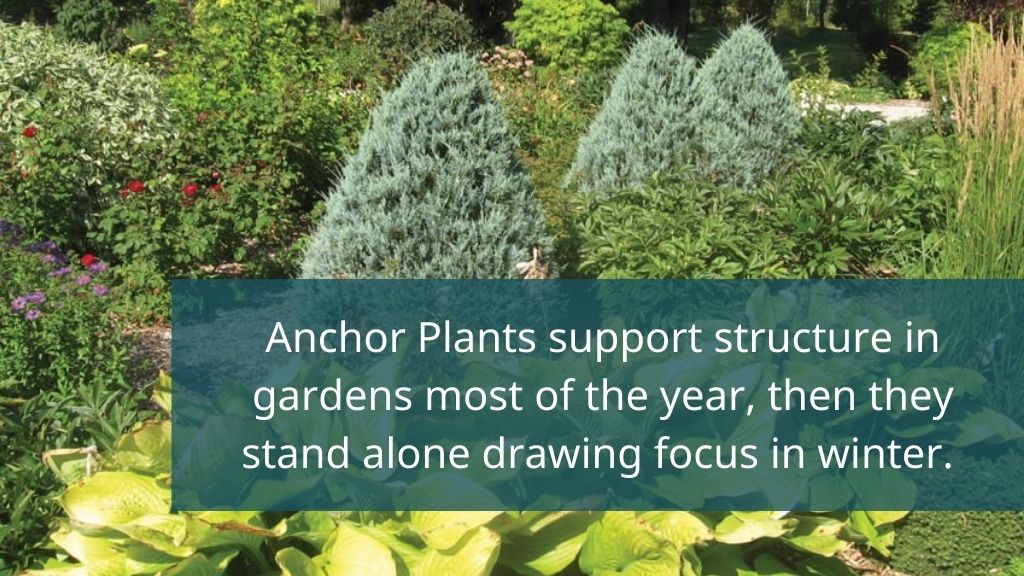 anchor plants add structure in spring and interest in winter anchor plants add structure in spring and interest in winter