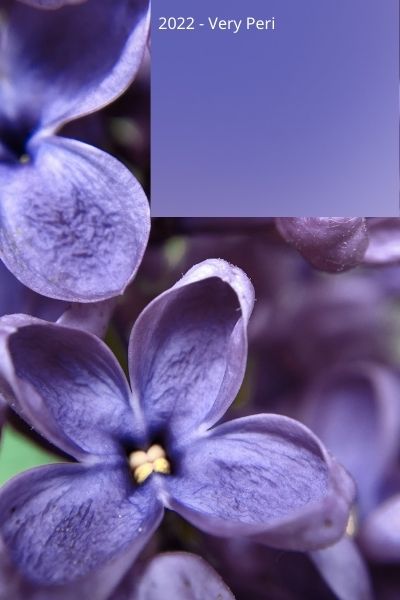 very peri 2022 color of the year periwinkle purple flowers