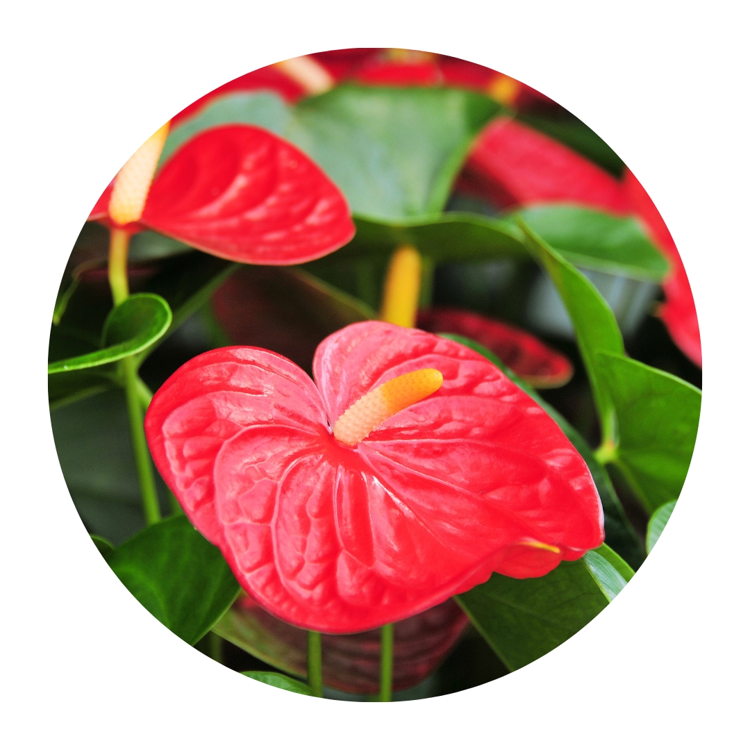 Anthurium