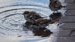 local sparrows bathing in puddle