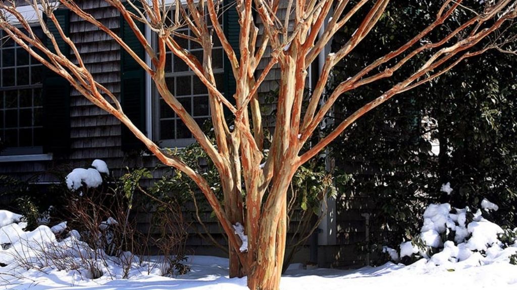 crape myrtle trees in winter bring interest and work well as anchor plants