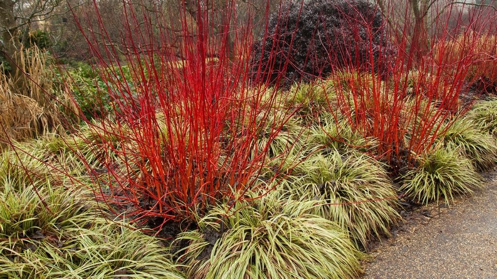 red trig dogwoods bringing interest in early winter as anchor plants red trig dogwoods bringing interest in early winter as anchor plants