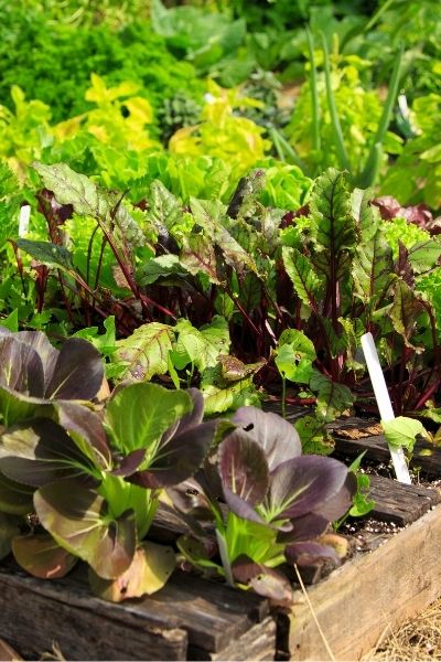 sustainable native gardening trends 2022 vegetables in a row in planter sustainable native gardening trends 2022 vegetables in a row in planter