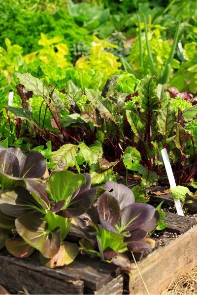 sustainable native gardening trends 2022 vegetables in a row in planter