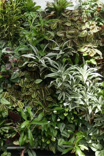 living wall with tropicals trends 2022