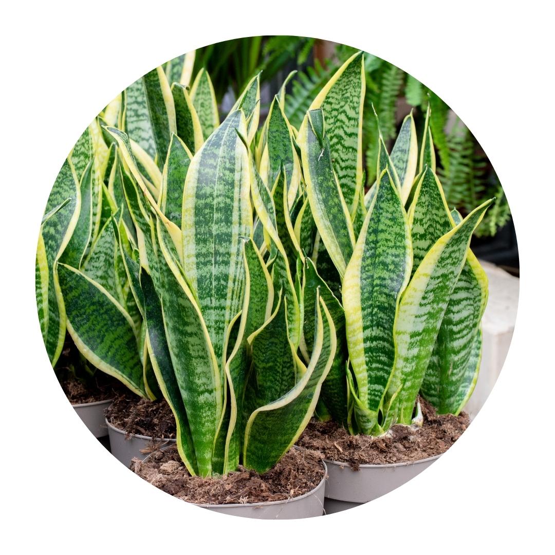 Snake Plant