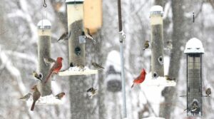 lots of birds feeding from tube feeders in winter garden