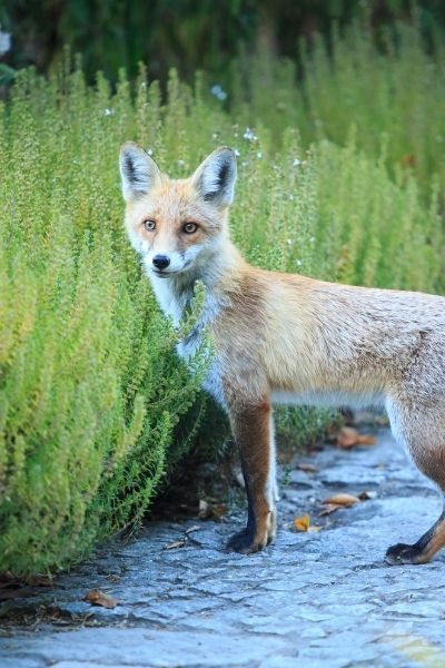 synanthrope fox in garden wildlife gardens trends 2022