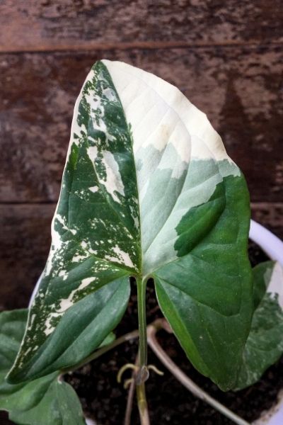 variegated sygonium leaf rare plants trends 2022