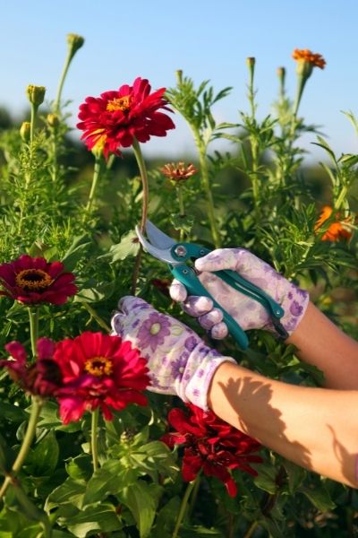 gloved gardener cutting red flower in cut flower garden 2022 trends