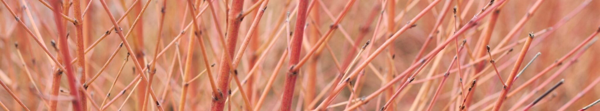 closeup arctic sun red twig dogwoods