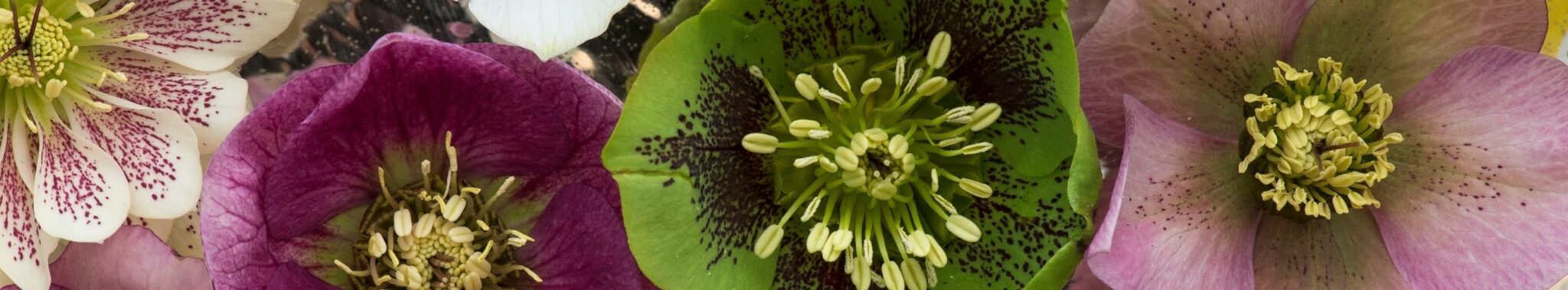 closeup of winter hellebores multicolored flowers patuxent nursery banner